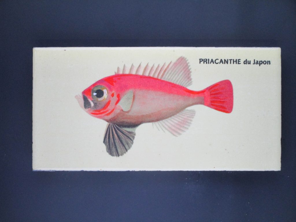 Priacanthe